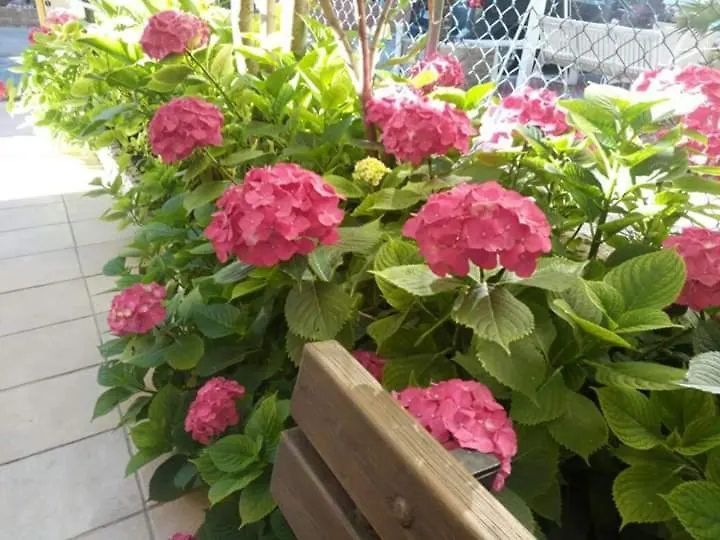 B&B Villa Rocchi Rimini